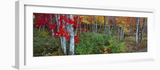 Trees in a forest during autumn, Hope, Knox County, Maine, USA-Panoramic Images-Framed Photographic Print