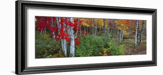 Trees in a forest during autumn, Hope, Knox County, Maine, USA-Panoramic Images-Framed Photographic Print