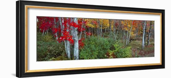 Trees in a forest during autumn, Hope, Knox County, Maine, USA-Panoramic Images-Framed Photographic Print