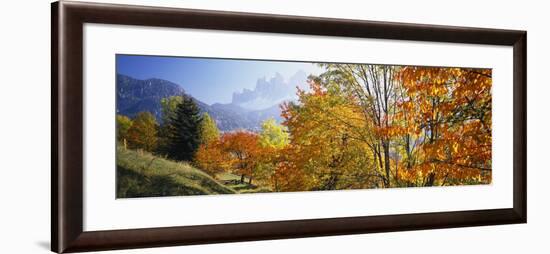 Trees in a Forest, Geisler Mountain Group, Dolomites, Italy-null-Framed Photographic Print