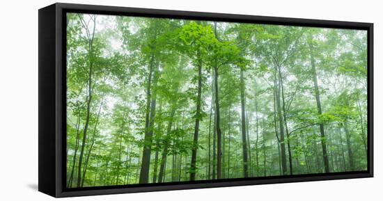 Trees in a Forest, Hamburg, New York State, USA-null-Framed Premier Image Canvas