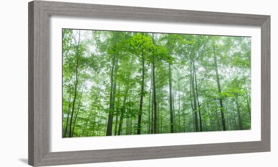 Trees in a Forest, Hamburg, New York State, USA-null-Framed Photographic Print