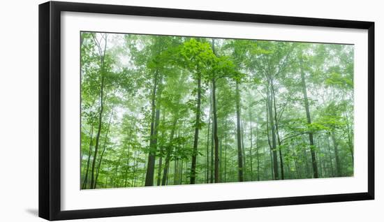 Trees in a Forest, Hamburg, New York State, USA-null-Framed Photographic Print