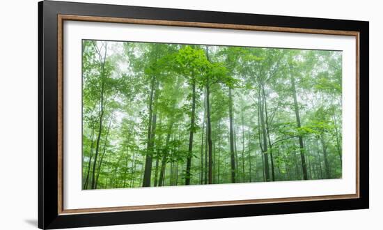 Trees in a Forest, Hamburg, New York State, USA-null-Framed Photographic Print