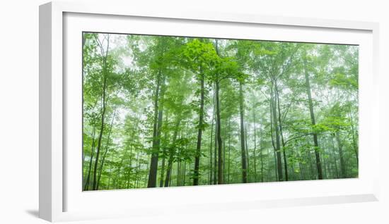 Trees in a Forest, Hamburg, New York State, USA-null-Framed Photographic Print