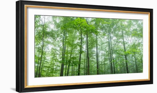 Trees in a Forest, Hamburg, New York State, USA-null-Framed Photographic Print