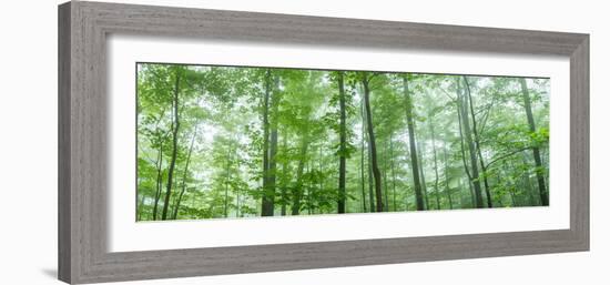 Trees in a Forest, Hamburg, New York State, USA-null-Framed Photographic Print