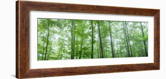 Trees in a Forest, Hamburg, New York State, USA-null-Framed Photographic Print