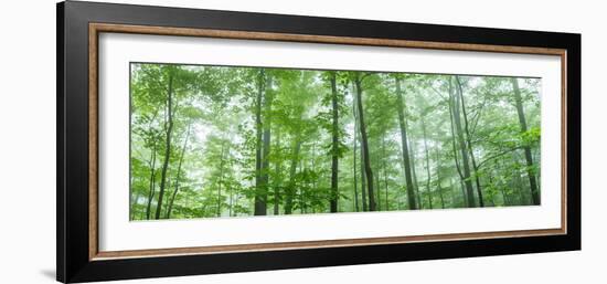 Trees in a Forest, Hamburg, New York State, USA-null-Framed Photographic Print