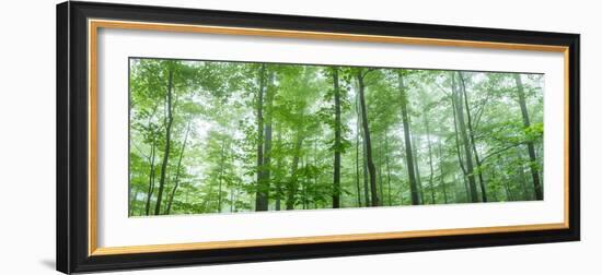 Trees in a Forest, Hamburg, New York State, USA-null-Framed Photographic Print