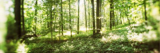 Trees in a Forest, Hudson Valley, New Jersey, USA Photographic Print by ...