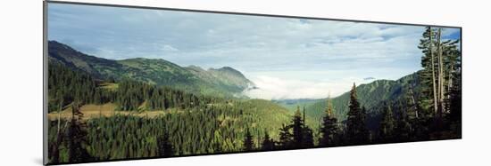 Trees in a Forest, Hurricane Ridge, Olympic National Park, Washington State, USA-null-Mounted Photographic Print