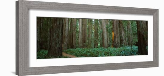 Trees in a Forest, Jedediah Smith Redwoods State Park, California, USA-null-Framed Photographic Print