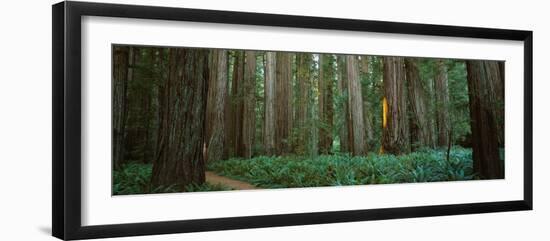 Trees in a Forest, Jedediah Smith Redwoods State Park, California, USA-null-Framed Photographic Print