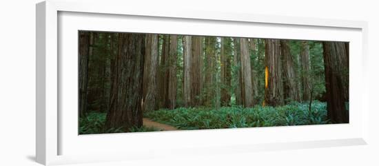 Trees in a Forest, Jedediah Smith Redwoods State Park, California, USA-null-Framed Photographic Print