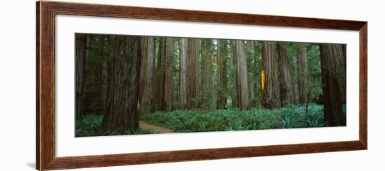 Trees in a Forest, Jedediah Smith Redwoods State Park, California, USA-null-Framed Photographic Print