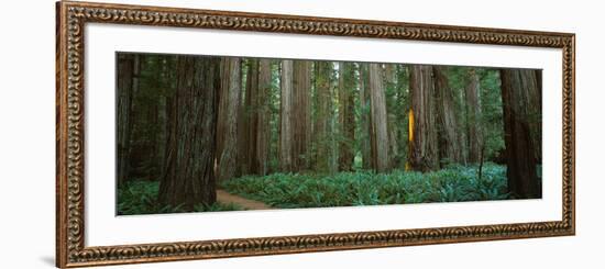 Trees in a Forest, Jedediah Smith Redwoods State Park, California, USA-null-Framed Photographic Print