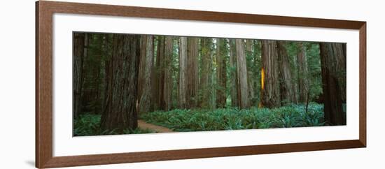 Trees in a Forest, Jedediah Smith Redwoods State Park, California, USA-null-Framed Photographic Print