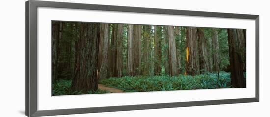 Trees in a Forest, Jedediah Smith Redwoods State Park, California, USA-null-Framed Photographic Print