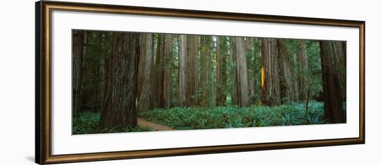 Trees in a Forest, Jedediah Smith Redwoods State Park, California, USA-null-Framed Photographic Print