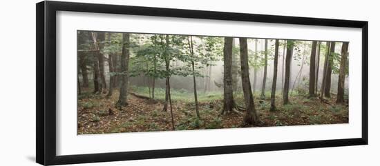 Trees in a Forest, Old Forge, Adirondack Mountains, Herkimer County, New York State, USA-null-Framed Photographic Print