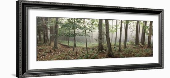 Trees in a Forest, Old Forge, Adirondack Mountains, Herkimer County, New York State, USA-null-Framed Photographic Print