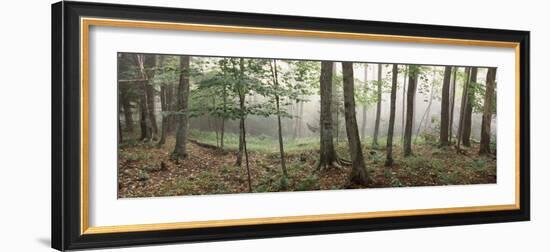 Trees in a Forest, Old Forge, Adirondack Mountains, Herkimer County, New York State, USA-null-Framed Photographic Print