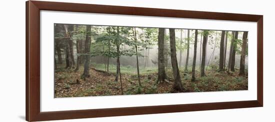 Trees in a Forest, Old Forge, Adirondack Mountains, Herkimer County, New York State, USA-null-Framed Photographic Print