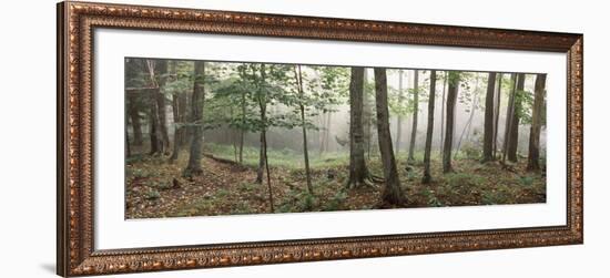 Trees in a Forest, Old Forge, Adirondack Mountains, Herkimer County, New York State, USA-null-Framed Photographic Print