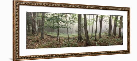 Trees in a Forest, Old Forge, Adirondack Mountains, Herkimer County, New York State, USA-null-Framed Photographic Print