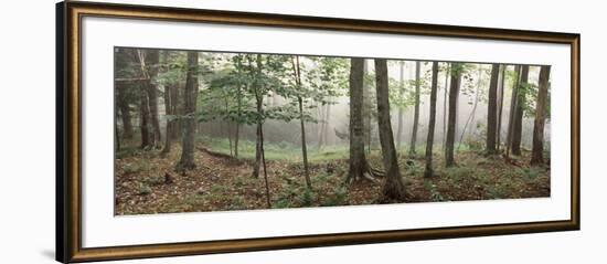 Trees in a Forest, Old Forge, Adirondack Mountains, Herkimer County, New York State, USA-null-Framed Photographic Print