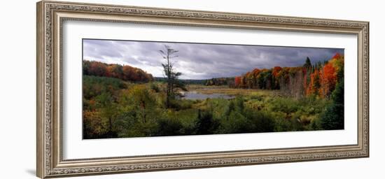 Trees in a Forest, Ottawa National Forest, North Woods, Upper Peninsula, Michigan, USA-null-Framed Photographic Print