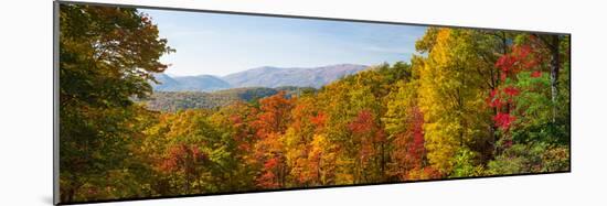 Trees in a Forest, Roaring Fork Motor Nature Trail, Great Smoky Mountains National Park-null-Mounted Photographic Print