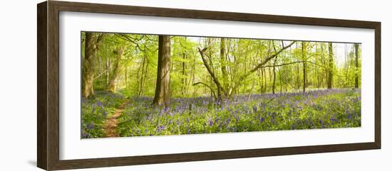 Trees in a Forest, Thursford Wood, Norfolk, England-null-Framed Photographic Print