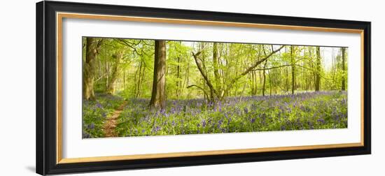 Trees in a Forest, Thursford Wood, Norfolk, England-null-Framed Photographic Print