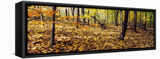 Trees in a forest, University of Wisconsin Arboretum, Madison, Dane County, Wisconsin, USA-null-Framed Premier Image Canvas