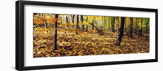 Trees in a forest, University of Wisconsin Arboretum, Madison, Dane County, Wisconsin, USA-null-Framed Photographic Print