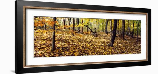 Trees in a forest, University of Wisconsin Arboretum, Madison, Dane County, Wisconsin, USA-null-Framed Photographic Print