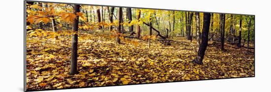 Trees in a forest, University of Wisconsin Arboretum, Madison, Dane County, Wisconsin, USA-null-Mounted Photographic Print