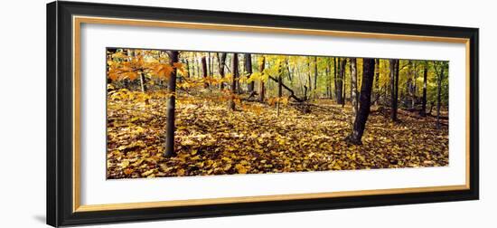 Trees in a forest, University of Wisconsin Arboretum, Madison, Dane County, Wisconsin, USA-null-Framed Photographic Print