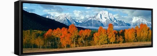 Trees in a Forest with Snowcapped Mountain Range in the Background, Teton Range, Oxbow Bend-null-Framed Premier Image Canvas