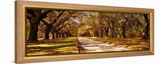 Trees in a Garden, Boone Hall Plantation, Mount Pleasant, Charleston, South Carolina, USA-null-Framed Premier Image Canvas