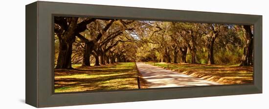 Trees in a Garden, Boone Hall Plantation, Mount Pleasant, Charleston, South Carolina, USA-null-Framed Premier Image Canvas