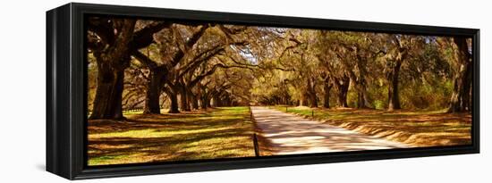 Trees in a Garden, Boone Hall Plantation, Mount Pleasant, Charleston, South Carolina, USA-null-Framed Premier Image Canvas