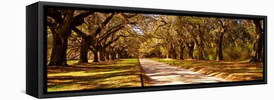 Trees in a Garden, Boone Hall Plantation, Mount Pleasant, Charleston, South Carolina, USA-null-Framed Premier Image Canvas