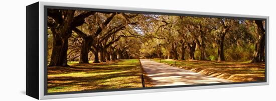 Trees in a Garden, Boone Hall Plantation, Mount Pleasant, Charleston, South Carolina, USA-null-Framed Premier Image Canvas