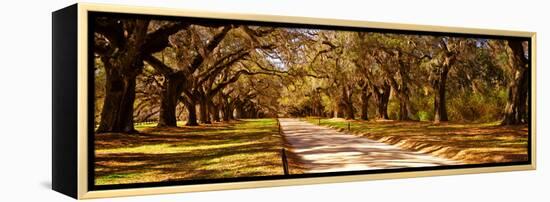 Trees in a Garden, Boone Hall Plantation, Mount Pleasant, Charleston, South Carolina, USA-null-Framed Premier Image Canvas