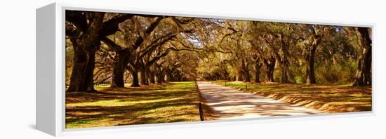 Trees in a Garden, Boone Hall Plantation, Mount Pleasant, Charleston, South Carolina, USA-null-Framed Premier Image Canvas