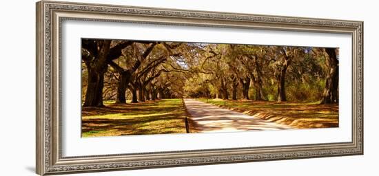 Trees in a Garden, Boone Hall Plantation, Mount Pleasant, Charleston, South Carolina, USA-null-Framed Photographic Print