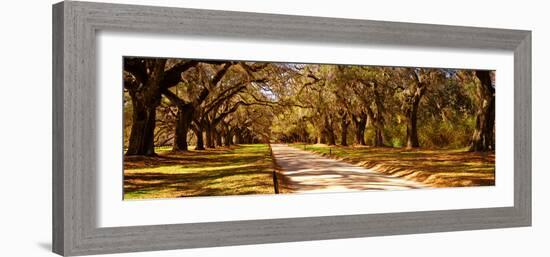 Trees in a Garden, Boone Hall Plantation, Mount Pleasant, Charleston, South Carolina, USA-null-Framed Photographic Print